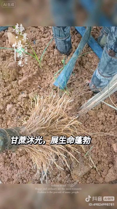 甘蔗拔节，1米以上了