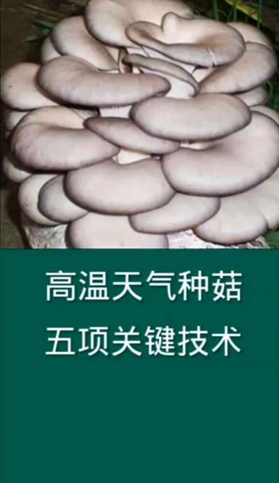 高温天气种菇五项关键技术