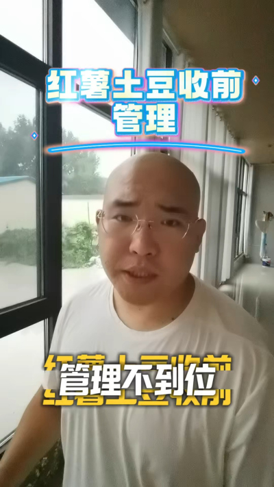 红薯土豆收前管理