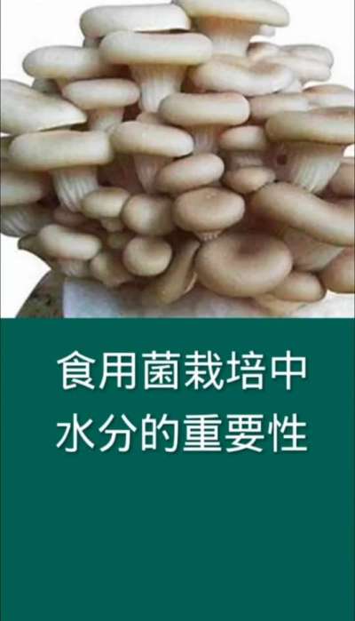 食用菌栽培中水分的重要性