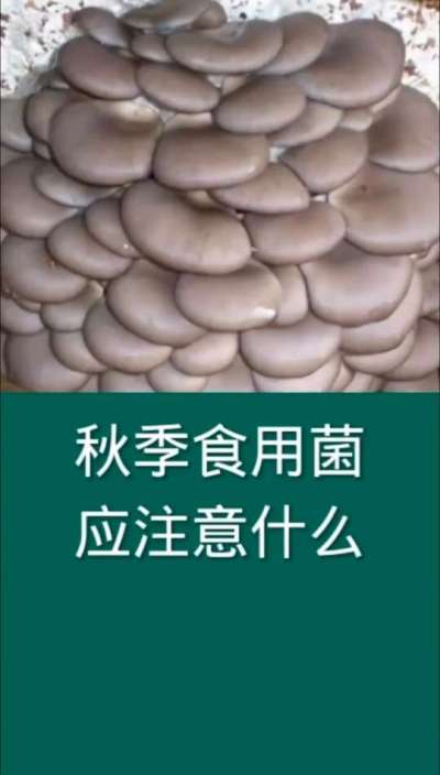 秋季食用菌应注意什么