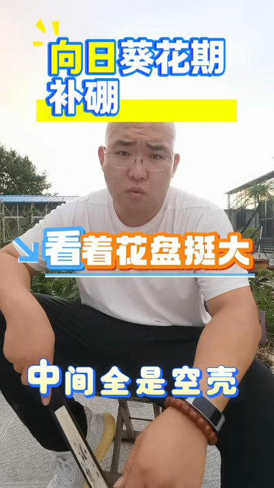 向日葵花期要补硼