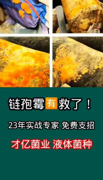 链孢霉有救了，才亿菌业23年实战专家免费支招。