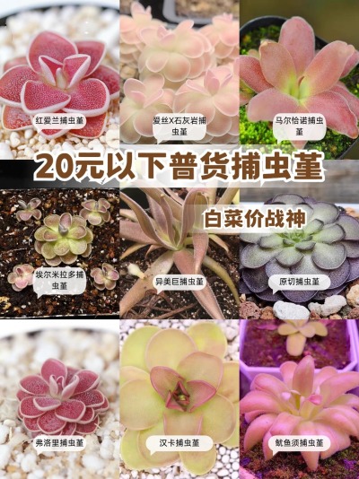 20💰买到的快乐！白菜价捕虫堇美哭还吃虫
