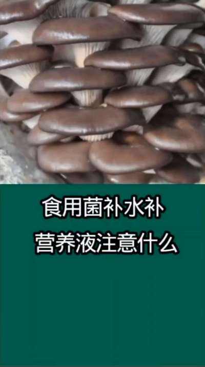 食用菌补水补营养液注意什么