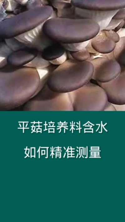 平菇培养料含水如何精准测定