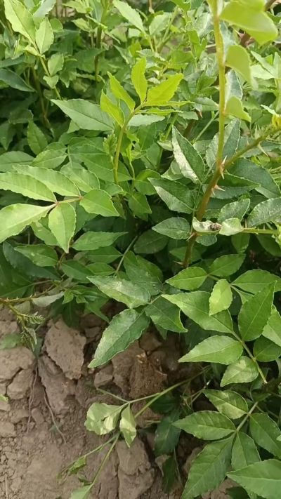 大红袍花椒苗，优质种苗，造林定园首选苗。秋季大量供应。需要联系18534302961
