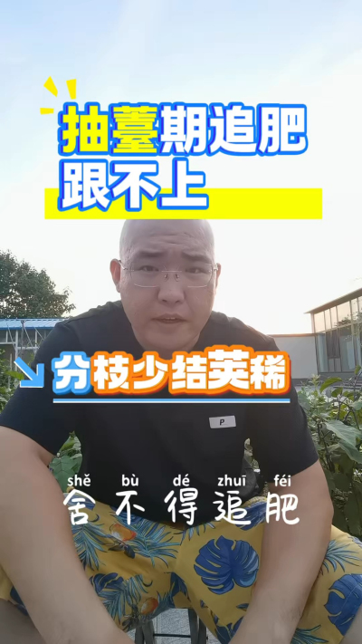 油菜抽薹期