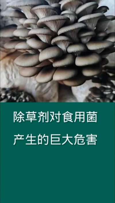 除草剂对食用菌产生的巨大危害