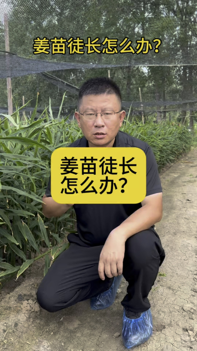 大姜徒长怎么办？