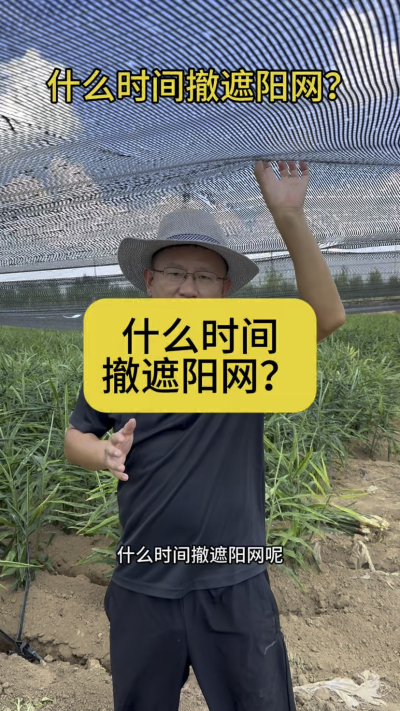 什么时间撤遮阳网？