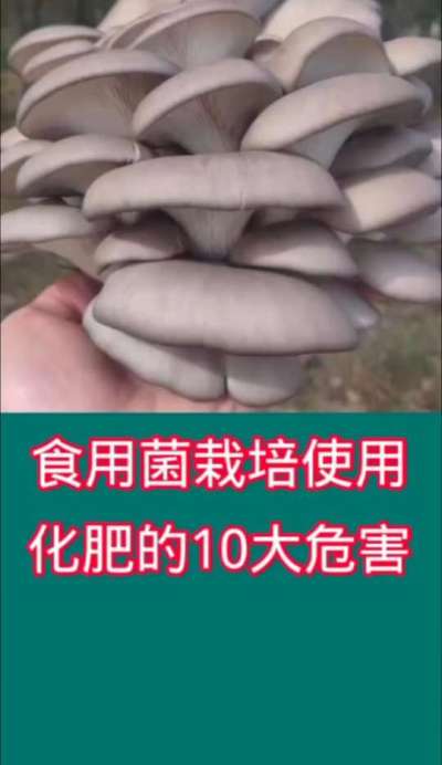 食用菌栽培使用化肥的10大危害