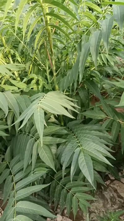 臭椿树苗，需要联系18534302961