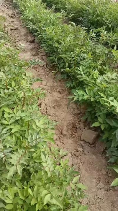 大红袍花椒苗，需要联系18534302961