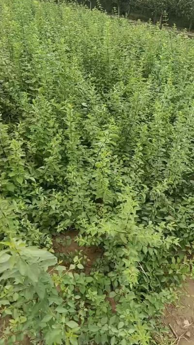 药用连翘苗，科研种苗。需要联系18534302961
