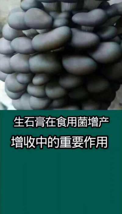 生石膏在食用菌增产增收中的重要作用