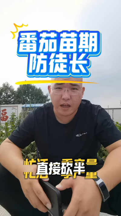 番茄苗期防徒长