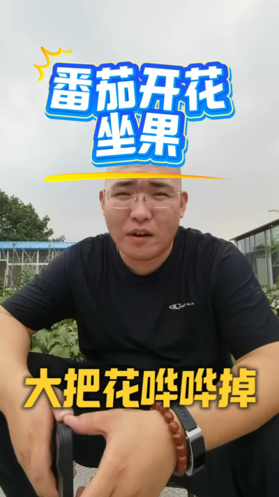 番茄开花坐果