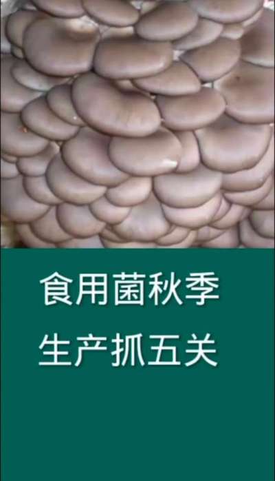食用菌秋季生产抓五关