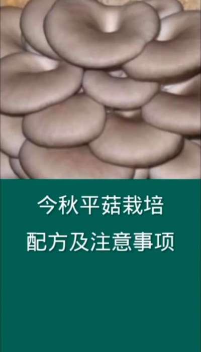 今秋平菇栽培配方及注意事项