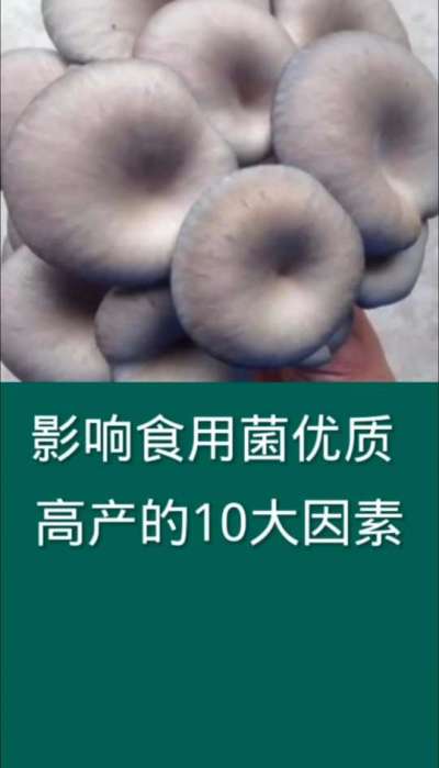 影响食用菌优质高产的10大因素