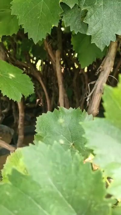 低价出售臭椿苗，杜仲苗，花椒苗，侧柏小苗。药用连翘科研种苗。巨峰葡萄苗，药用连翘树，3/4年挂果树，药用连翘苗，3年移栽种苗。自己地里种苗，全国包邮到家。需要联系13994895614