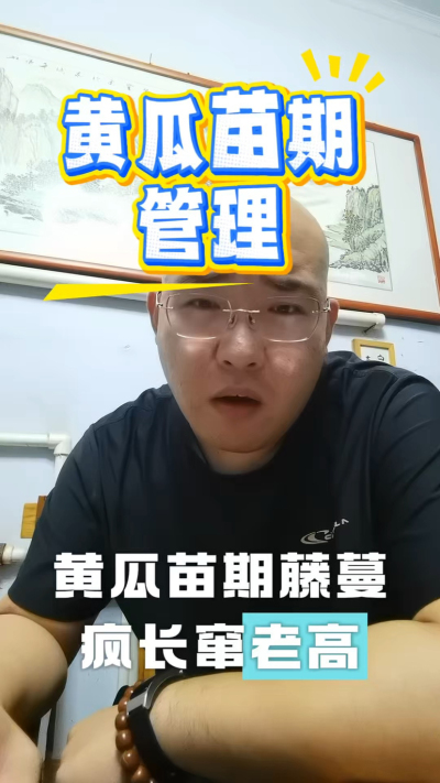 黄瓜苗期管理