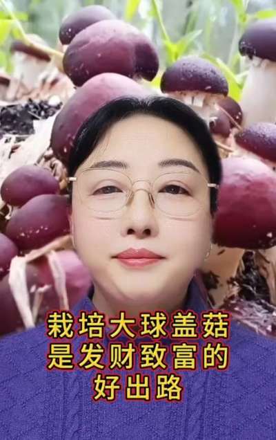 栽培大球盖菇是发财致富的好出路
