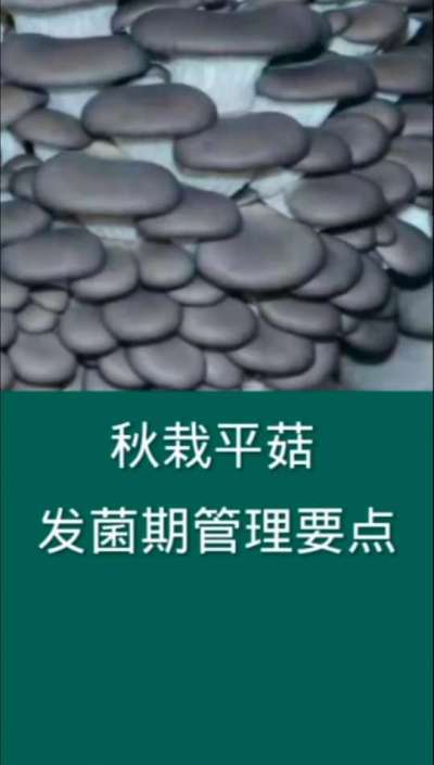 秋栽平菇发菌期管理要点