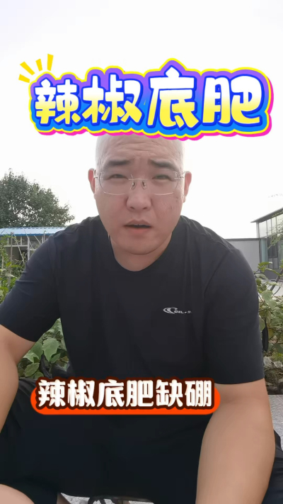 辣椒底肥