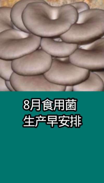8月食用菌生产早安排