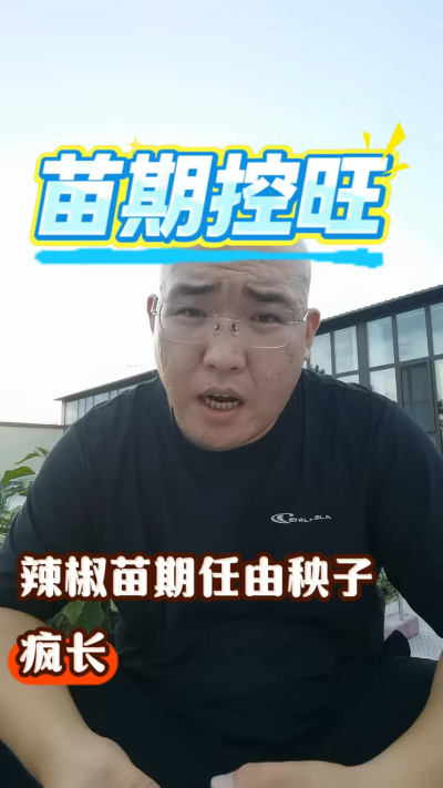 辣椒苗期控旺