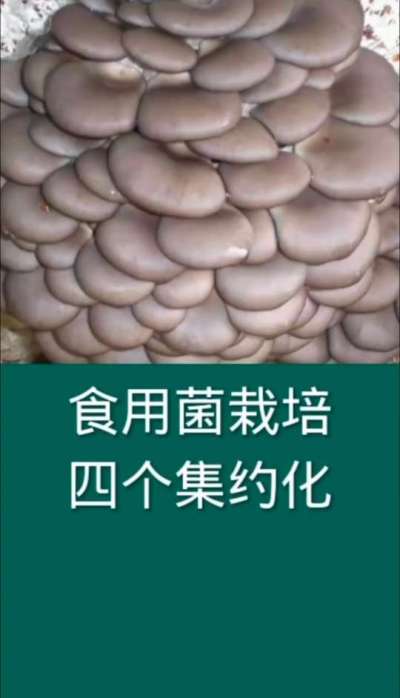 食用菌栽培四个集约化