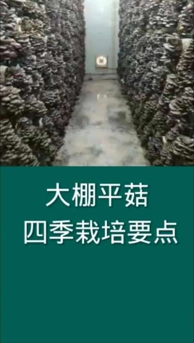 大棚平菇四季栽培要点