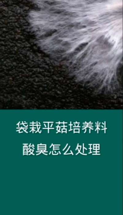 袋栽平菇培养料酸臭怎么处理