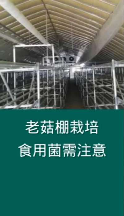 老菇棚栽培食用菌需要注意什么