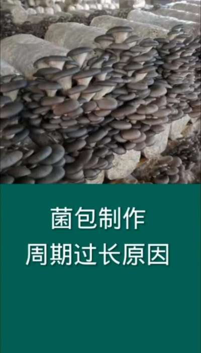 菌包制作周期过长原因