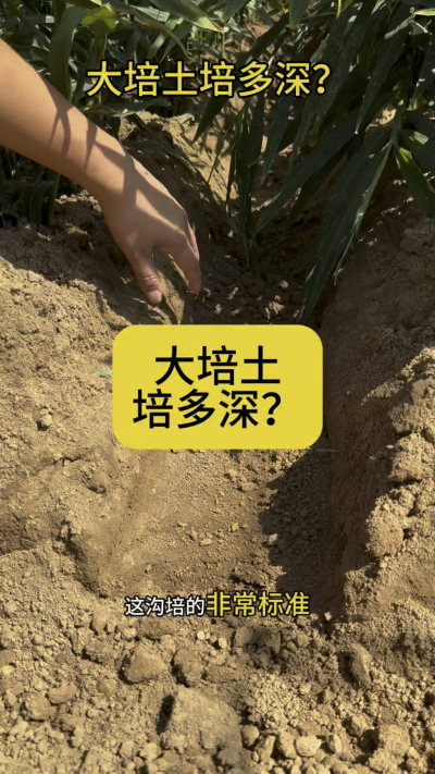 大培土培多深？