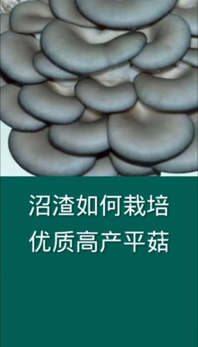 沼渣栽培优质高产平菇技术