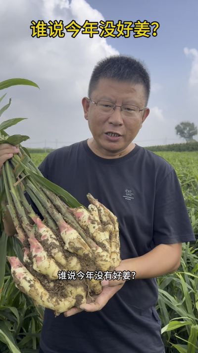 谁说今年没有好姜？