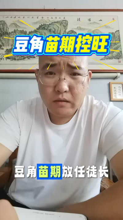 豆角苗期控旺