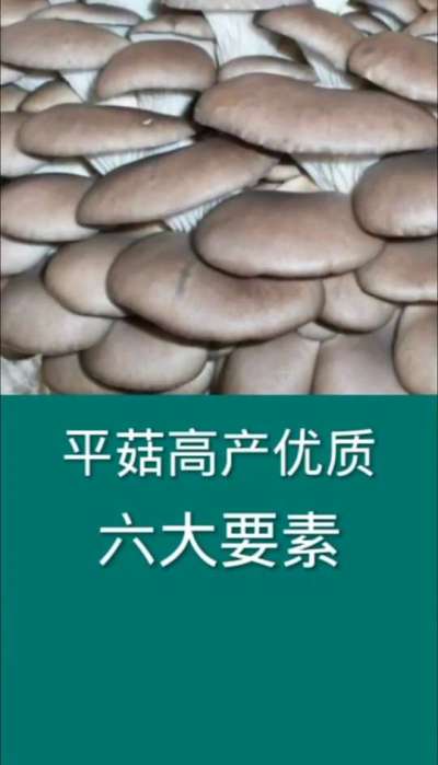平菇高产优质六大要素