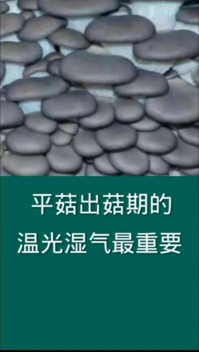平菇出菇期的温光湿气最重要