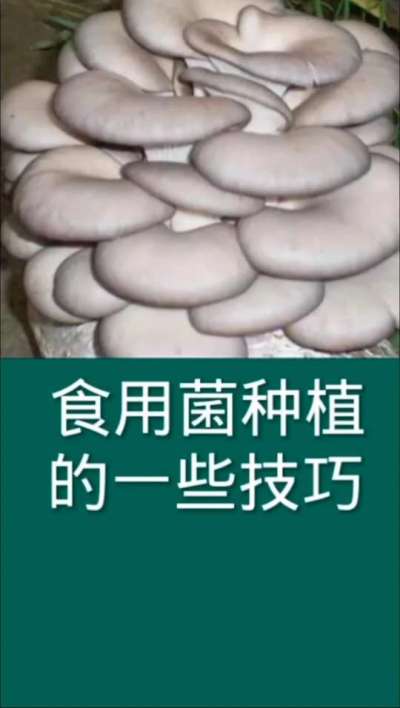 食用菌种植的一些技巧