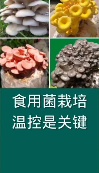 食用菌栽培温控是关键