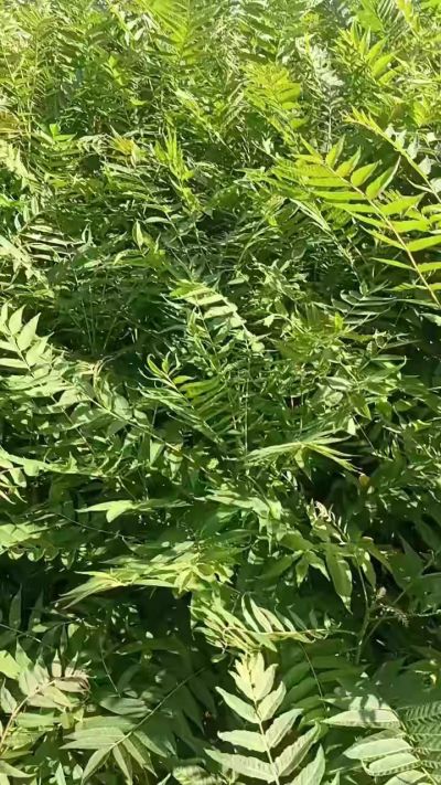 低价出售臭椿苗，杜仲苗，花椒苗，侧柏小苗。药用连翘科研种苗。巨峰葡萄苗，药用连翘树，3/4年挂果树，药用连翘苗，3年移栽种苗。自己地里种苗，全国包邮到家。需要联系13994895614