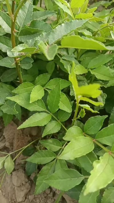 秋季大量供应优质种苗，低价出售臭椿苗，杜仲苗，花椒苗，侧柏小苗。药用连翘科研种苗。巨峰葡萄苗，药用连翘树，3/4年挂果树，药用连翘苗，3年移栽种苗。自己地里种苗，全国包邮到家。需要联系13994895