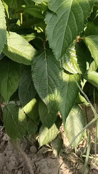 低价出售臭椿苗，杜仲苗，花椒苗，侧柏小苗。药用连翘科研种苗。巨峰葡萄苗，药用连翘树，3/4年挂果树，药用连翘苗，3年移栽种苗。自己地里种苗，全国包邮到家。需要联系13994895614