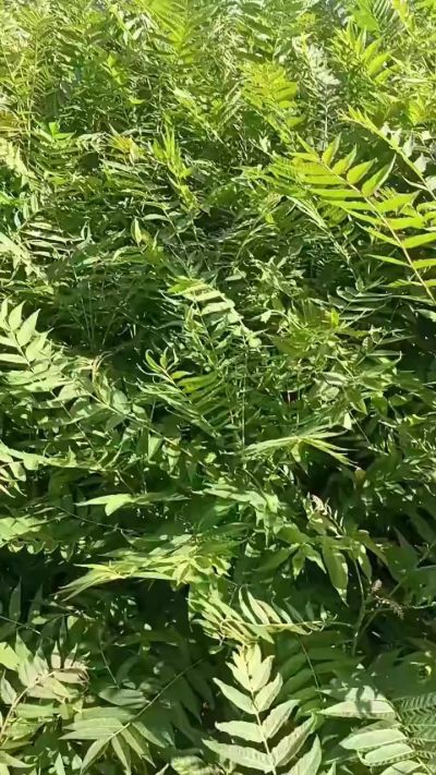 低价出售臭椿苗，杜仲苗，花椒苗，侧柏小苗。药用连翘科研种苗。巨峰葡萄苗，药用连翘树，3/4年挂果树，药用连翘苗，3年移栽种苗。自己地里种苗，全国包邮到家。需要联系13994895614