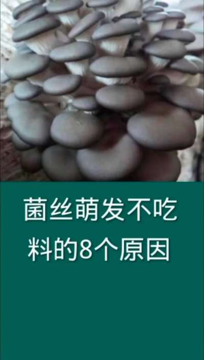 菌丝萌发不吃料的8个原因